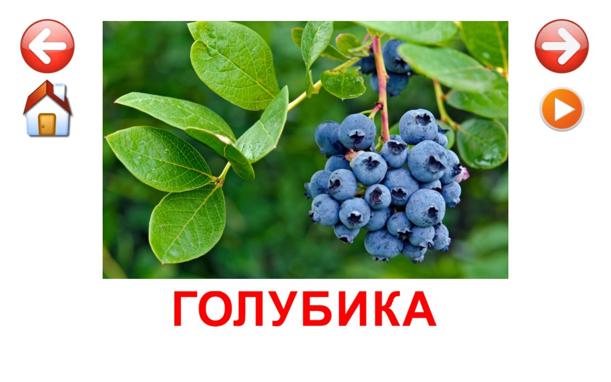 Черника карточки для детей