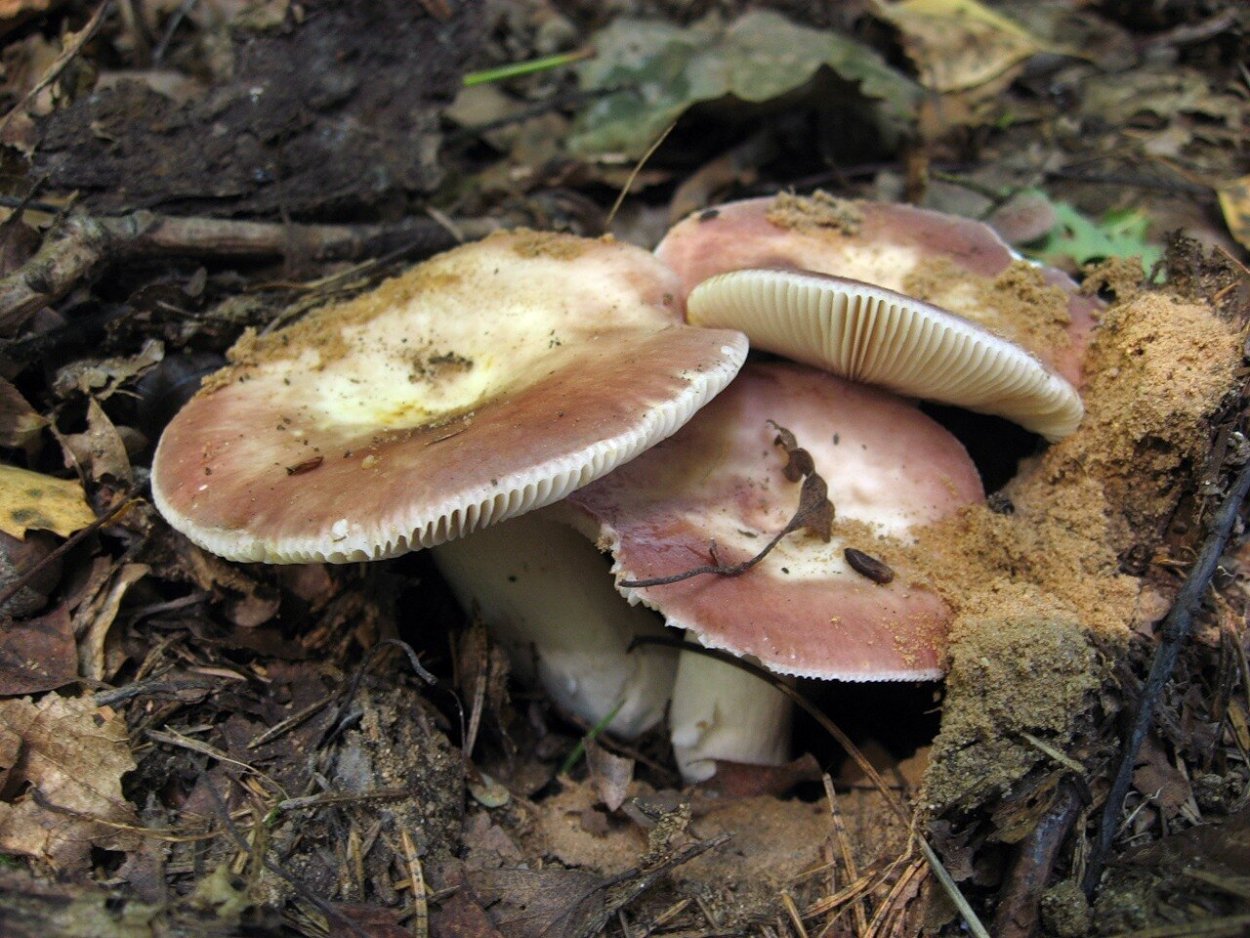 Russula vesca – сыроежка пищевая