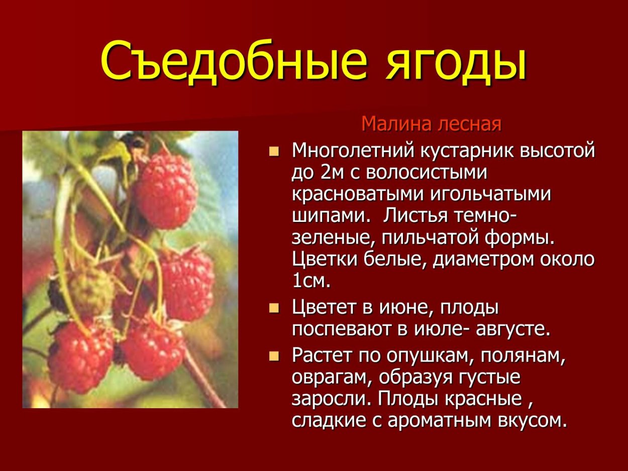 Паспорт кустарника малина