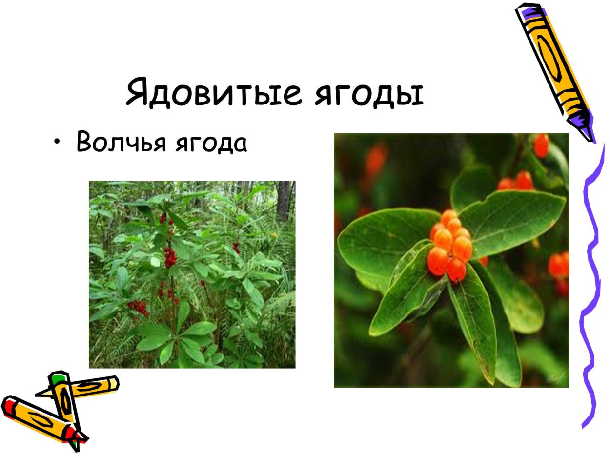 Несъедобные ягоды для детей