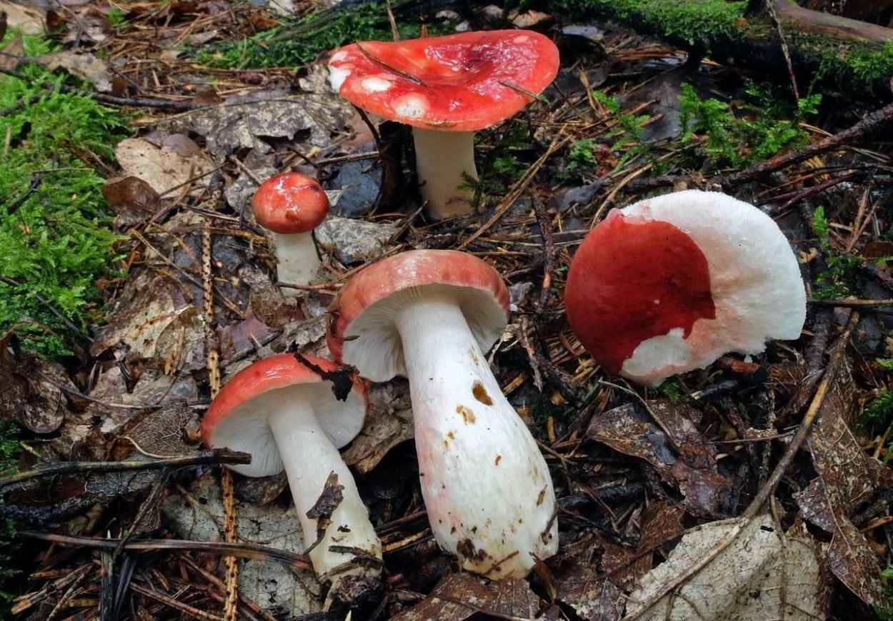 Красный мухомор сыроежка