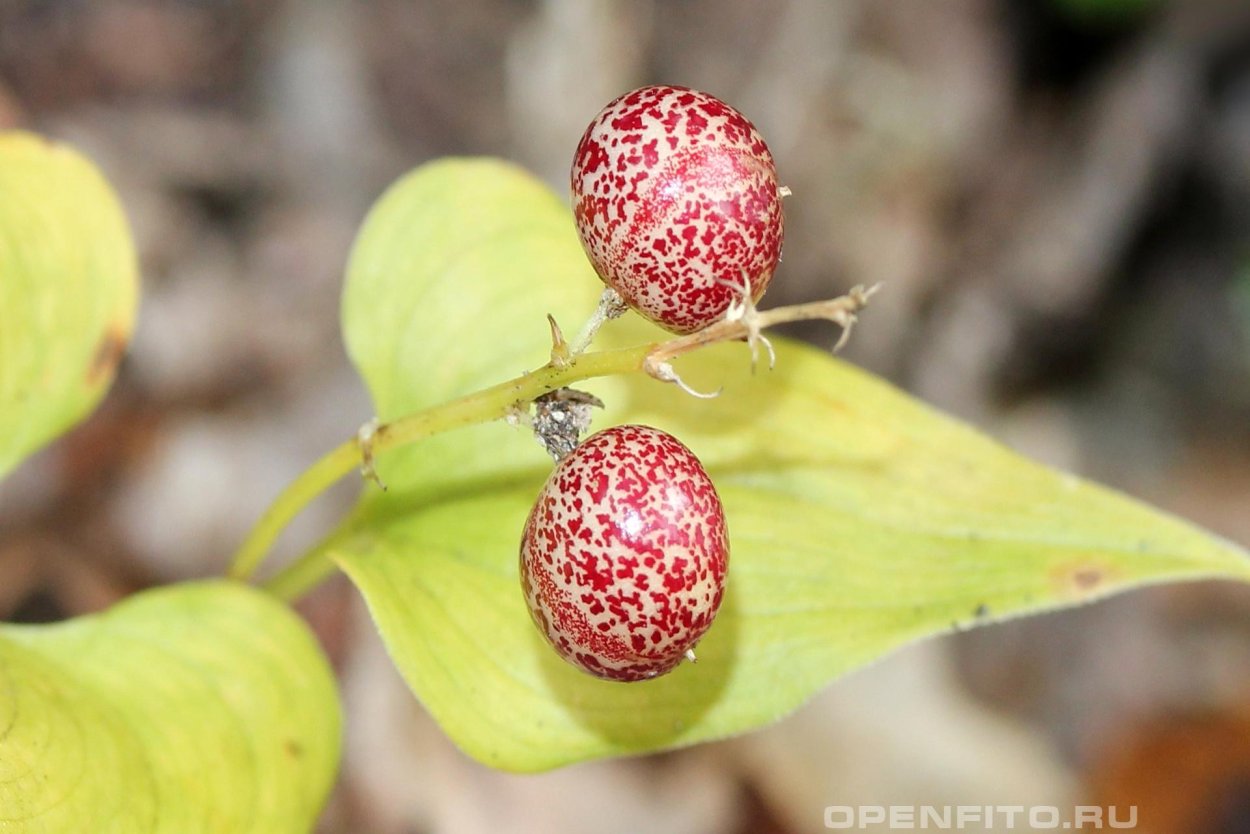 Несъедобные плоды