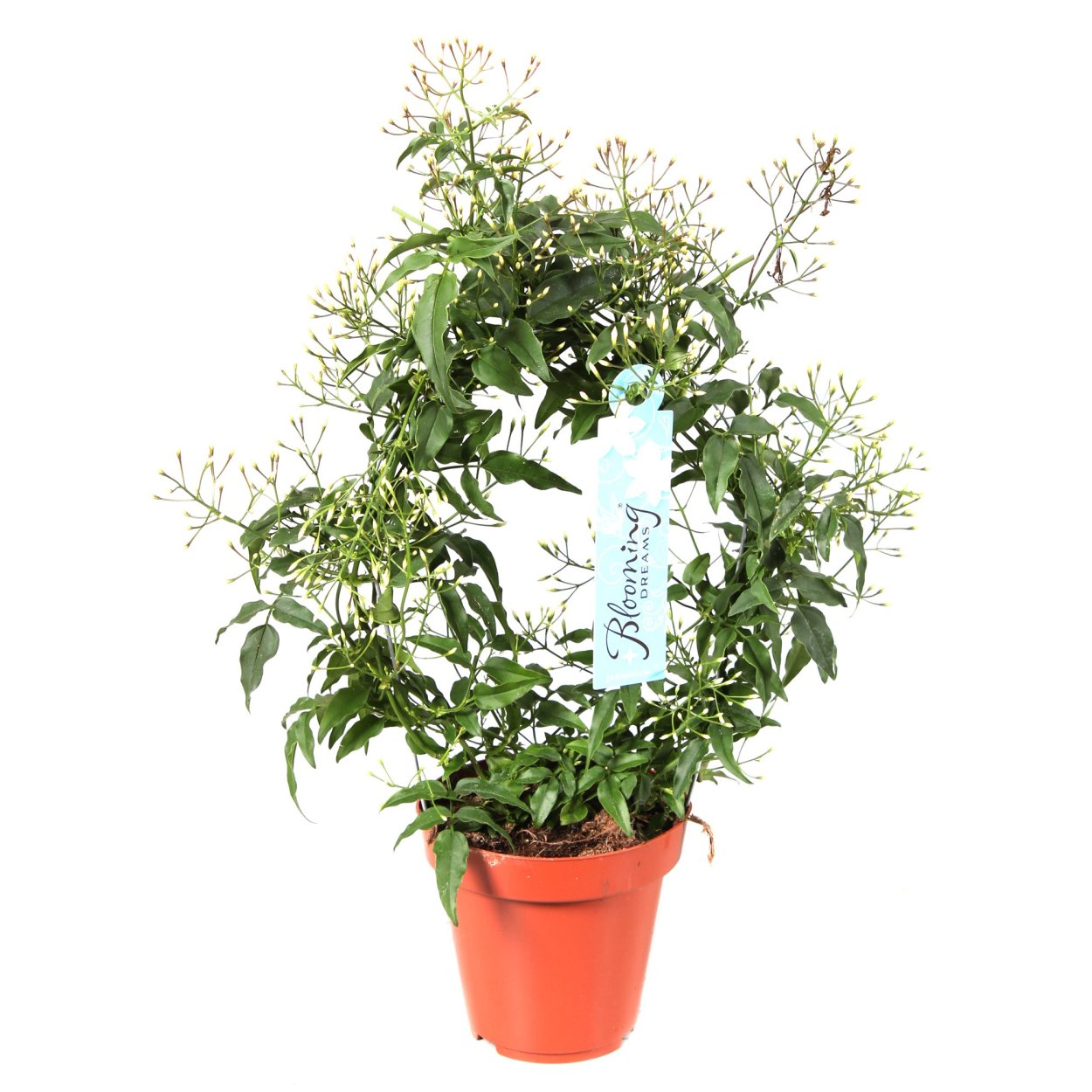 Укоренение жасмина полиантум