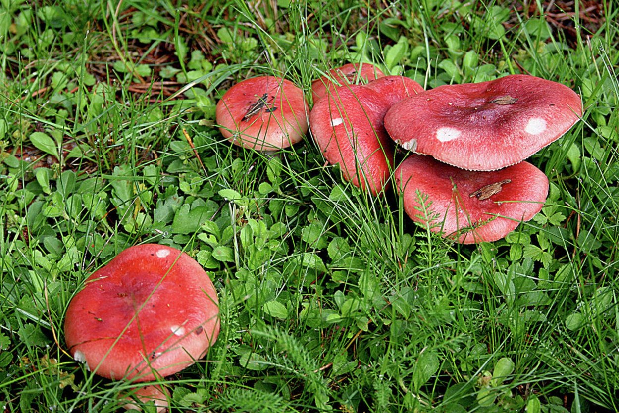 Сыроежка жгучеедкая (Russula emetica)
