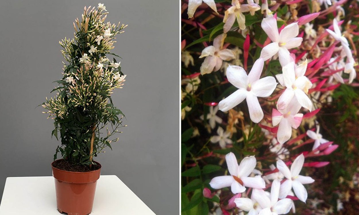 Жасмин polyanthum