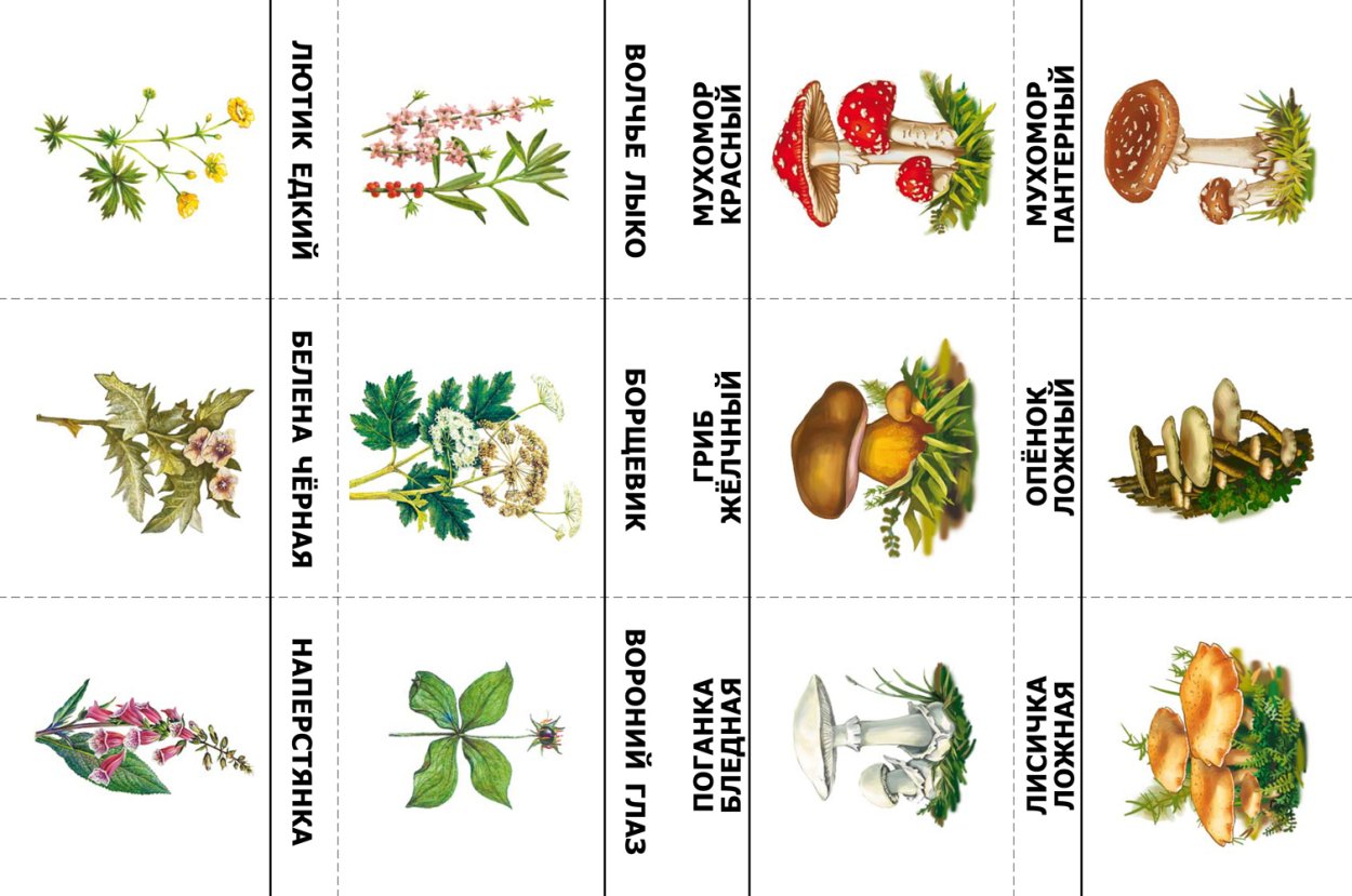 Растения для дошкольников