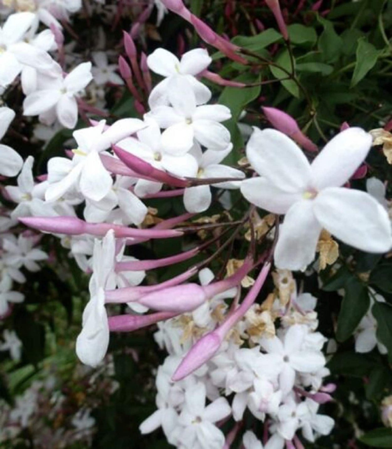 Жасмин в горшке дома