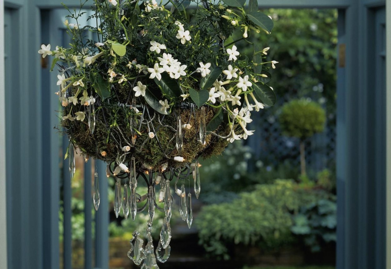 Жасмин полиантум