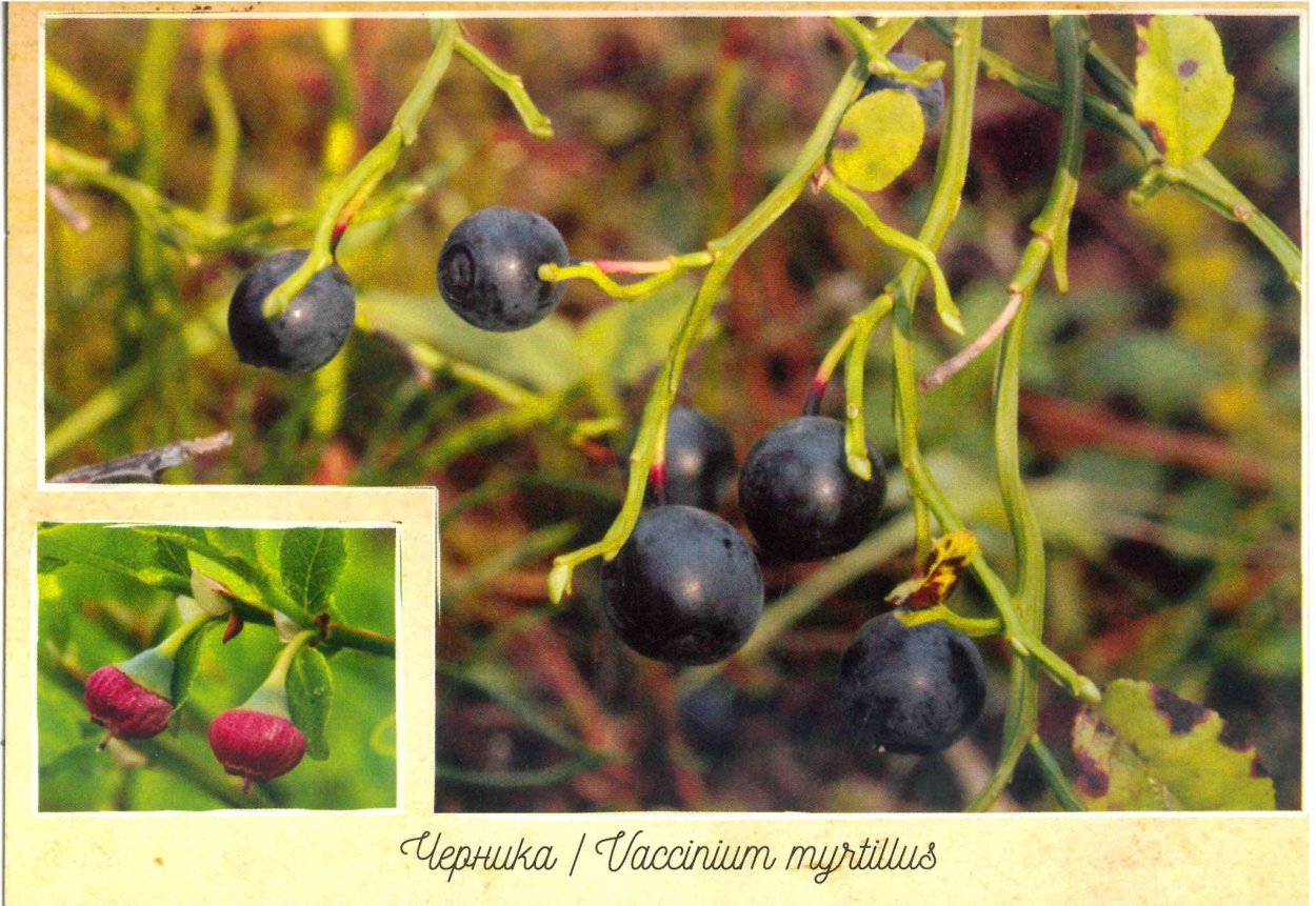 Дикие съедобные ягоды