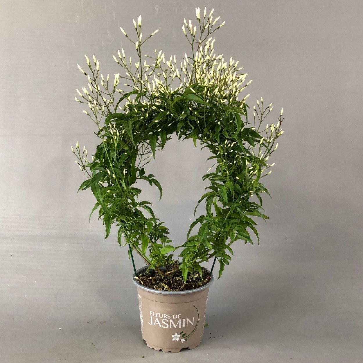 Жасмин многоцветковый полиантовый