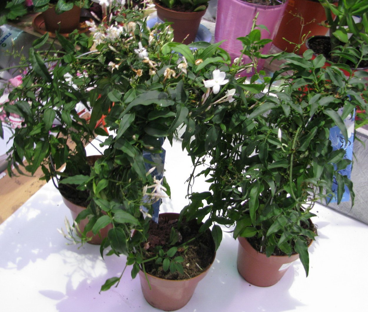 Комнатный Жасмин Стефанотис