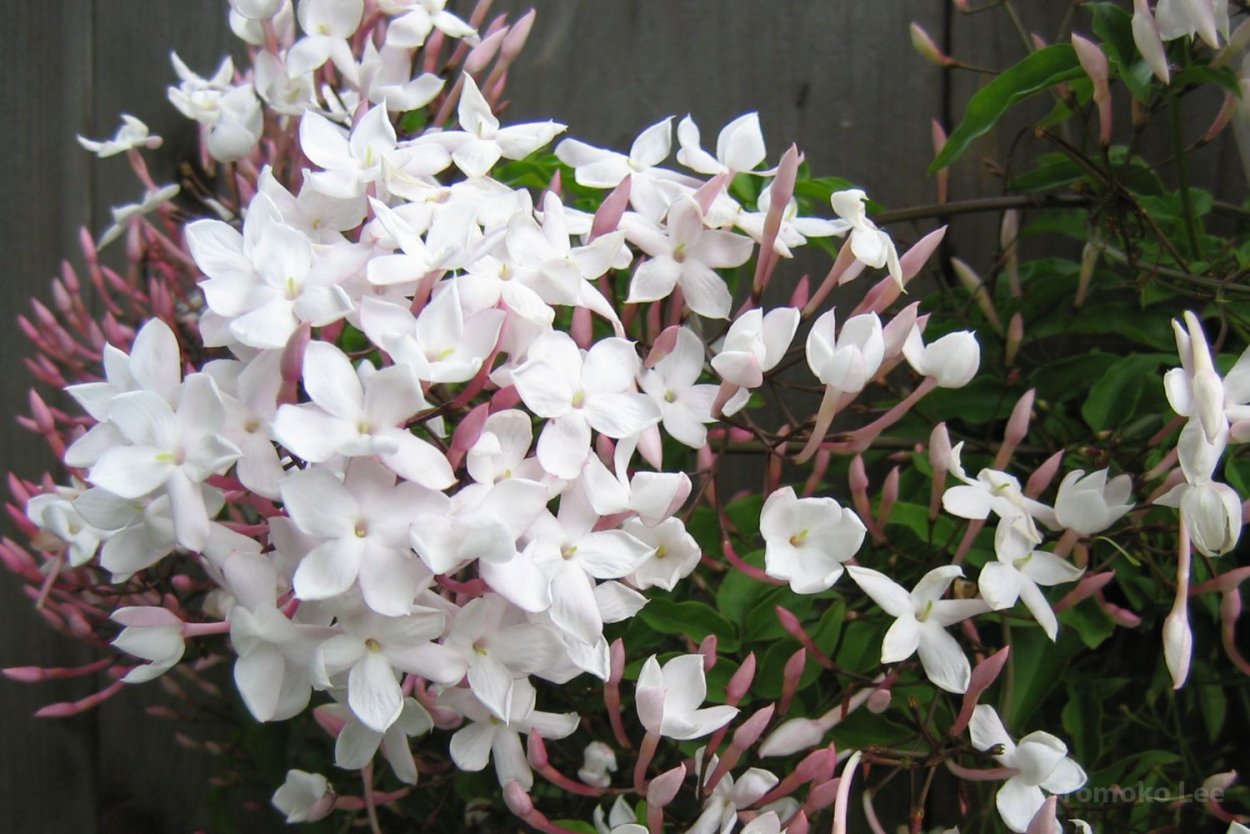 Жасмин полиантум комнатный