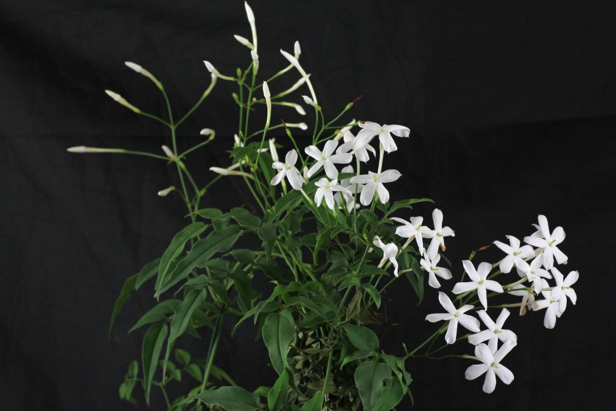Jasminum polyanthum (Pink Jasmine)