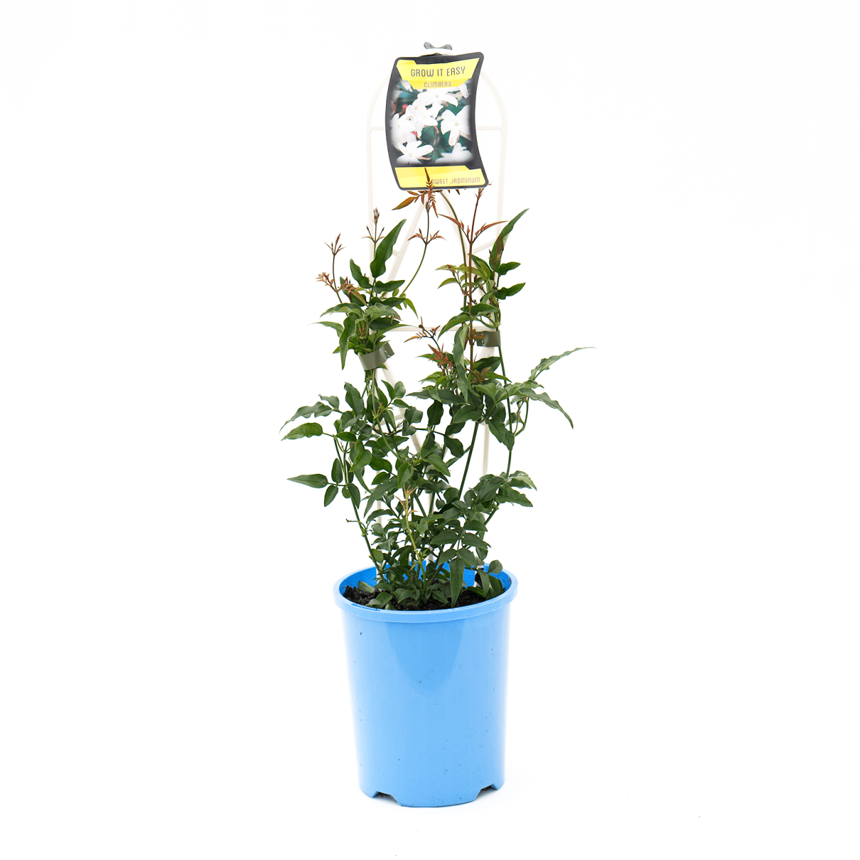 Жасмин полиантум комнатный