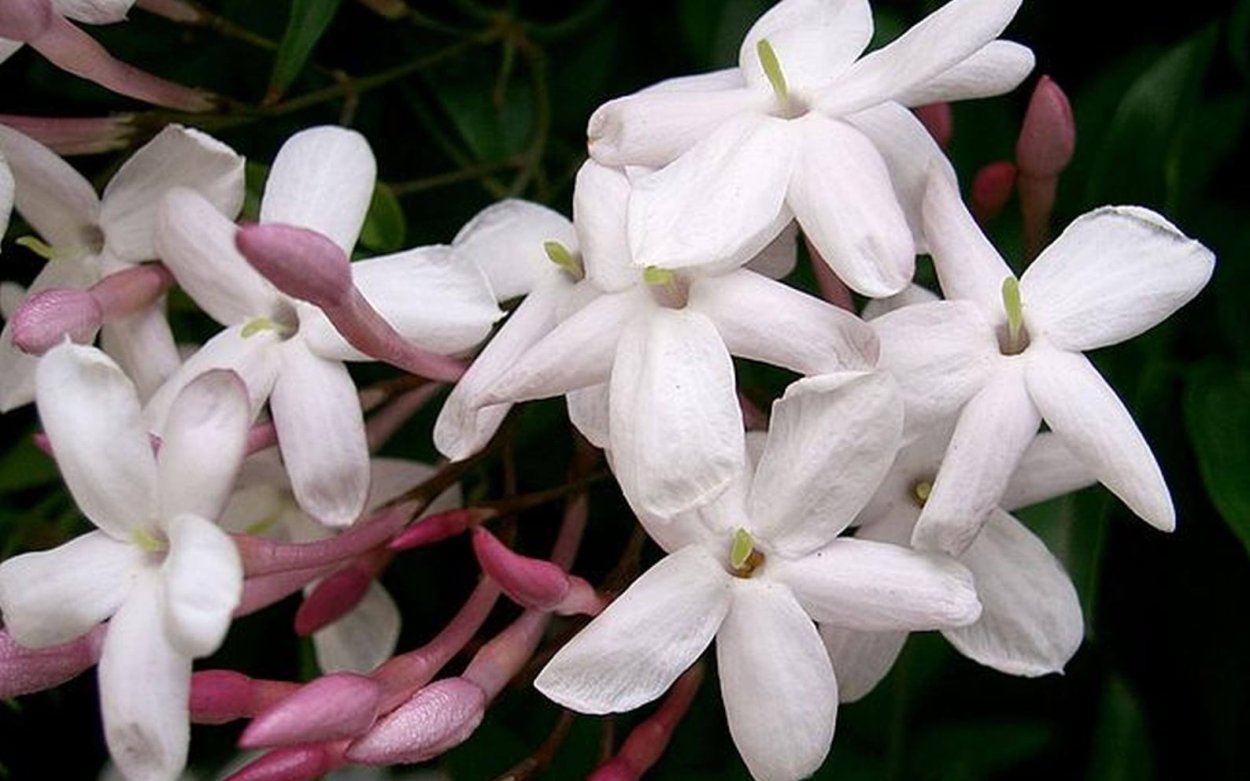 Жасмин горшечный