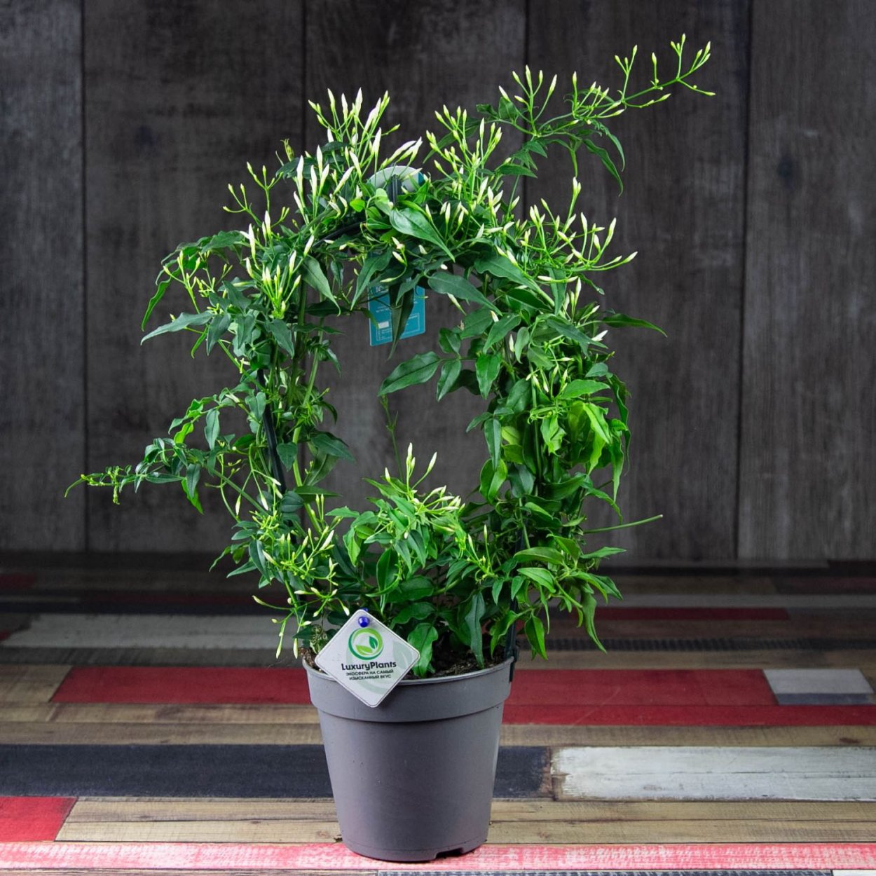 Жасмин полиантум