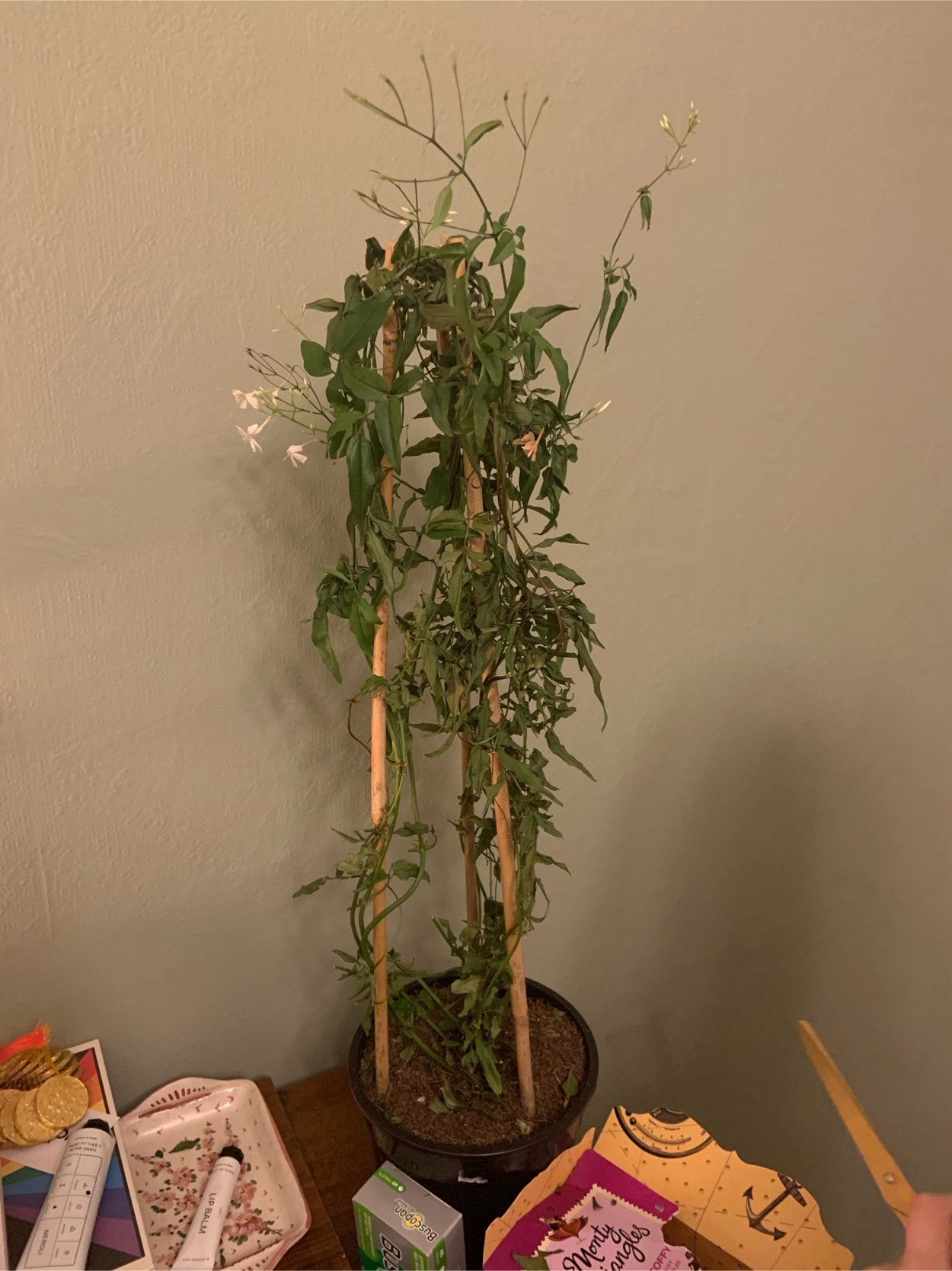 Жасмин куст polyanthum