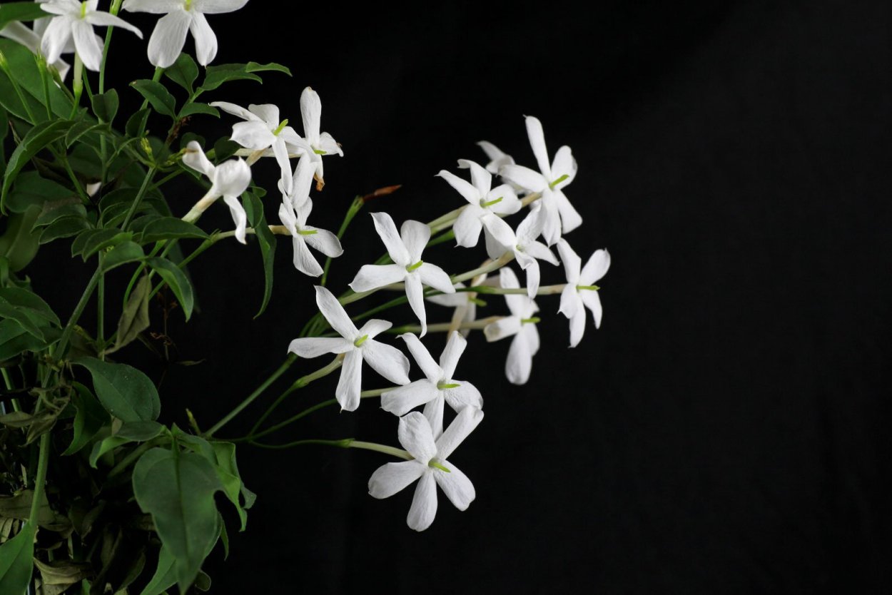 *Ряд 28 Jasminum polyanthum 12/30, 6 шт