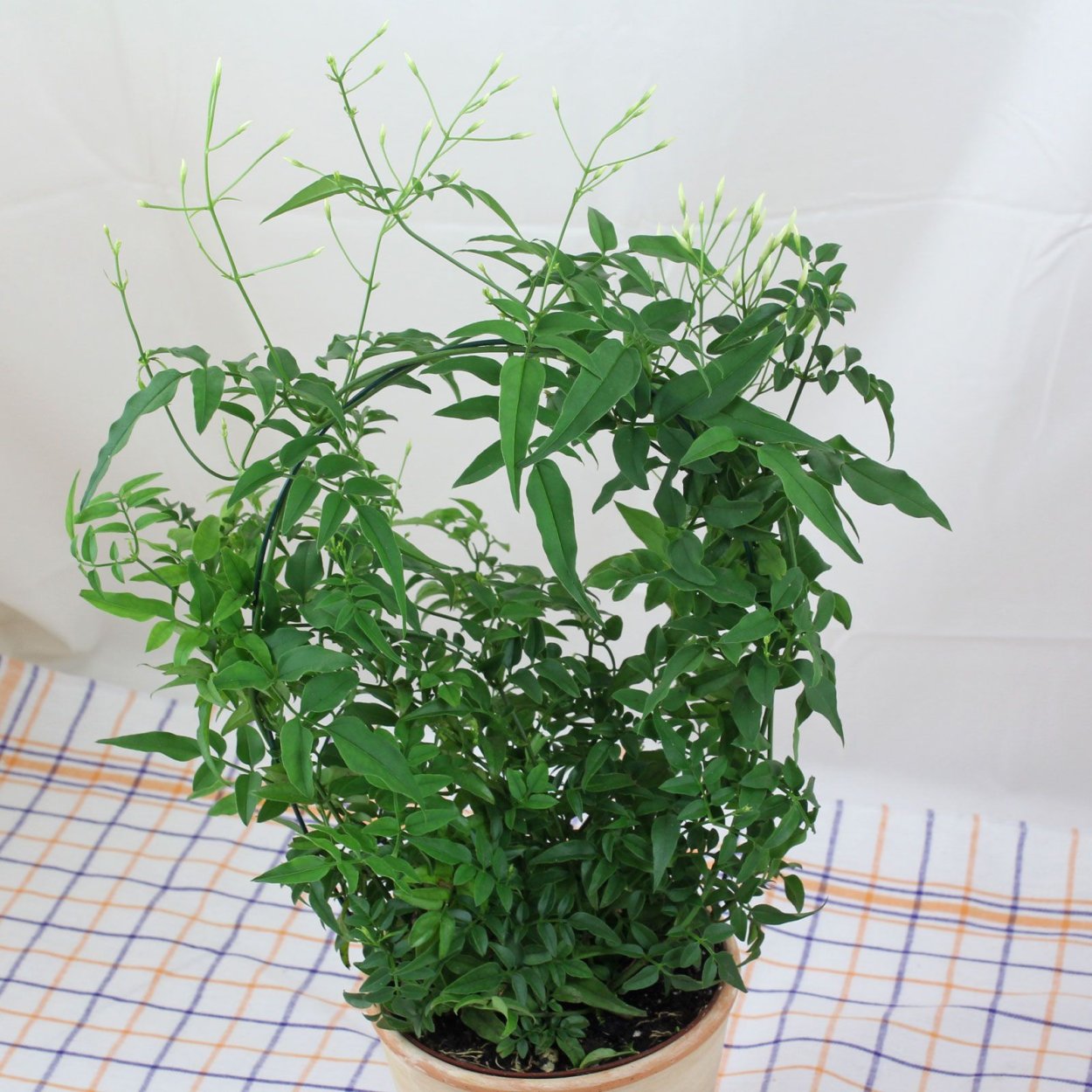 Жасмин полиантовый