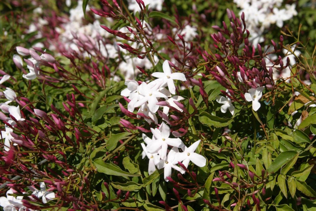 Jasminum polyanthum розовый