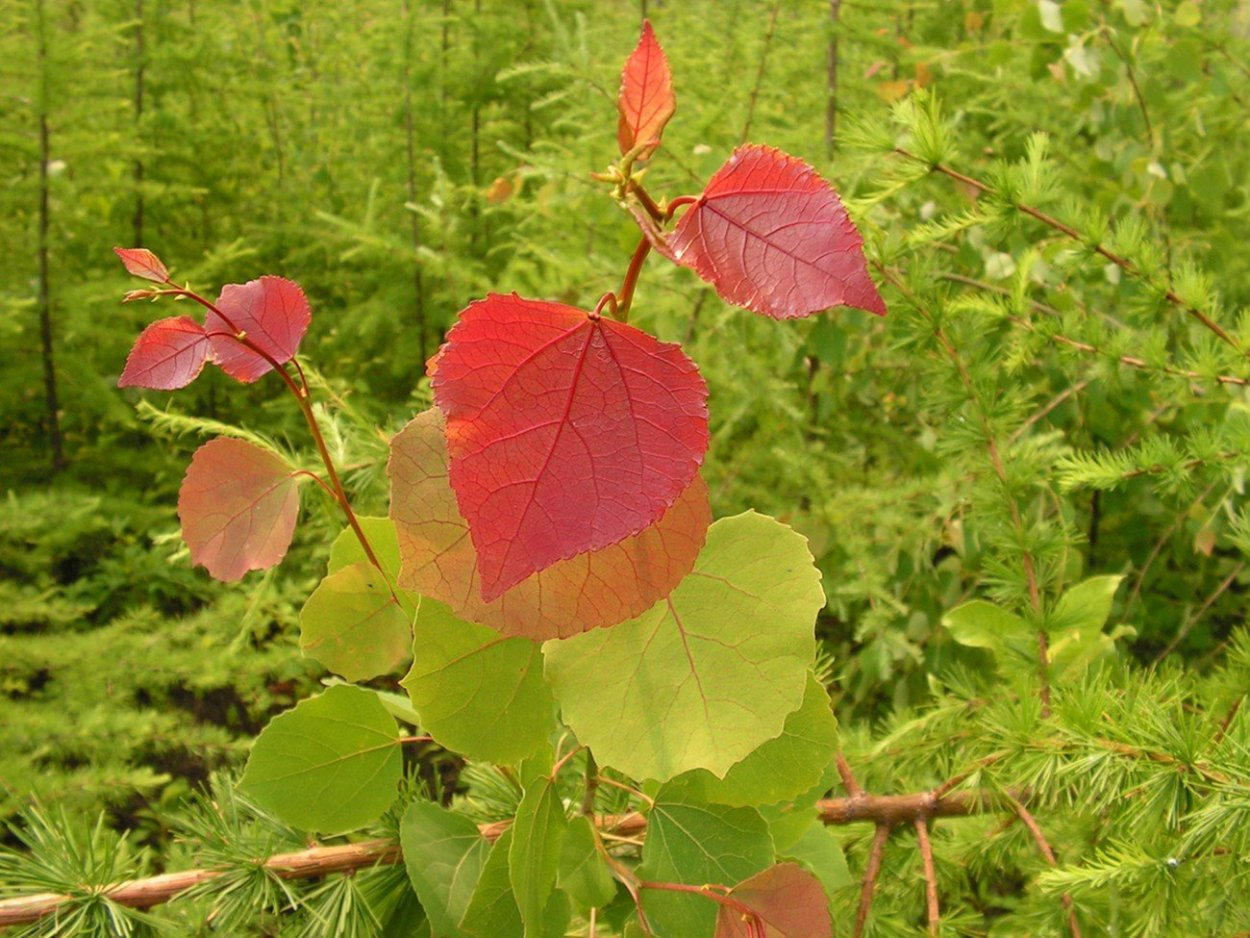 Populus davidiana