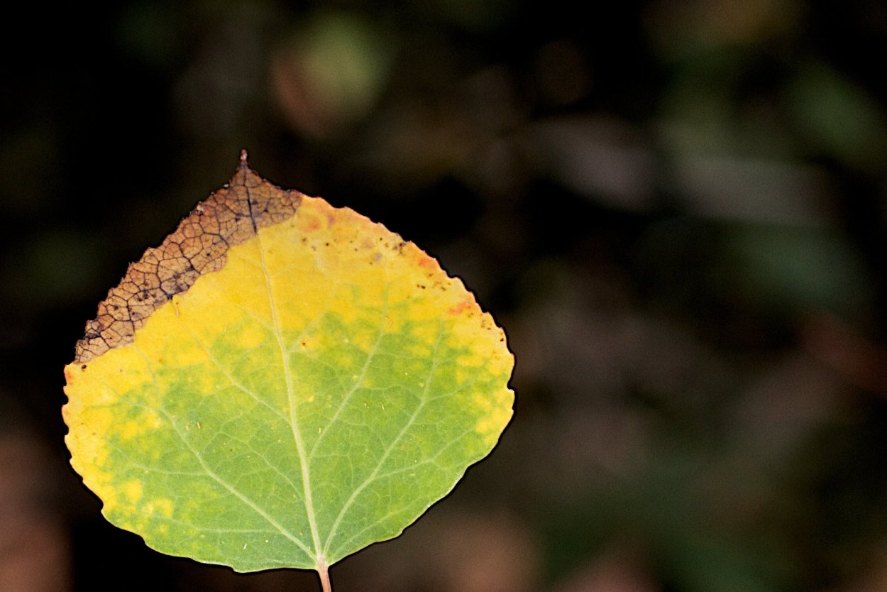 Осина (Populus tremula)