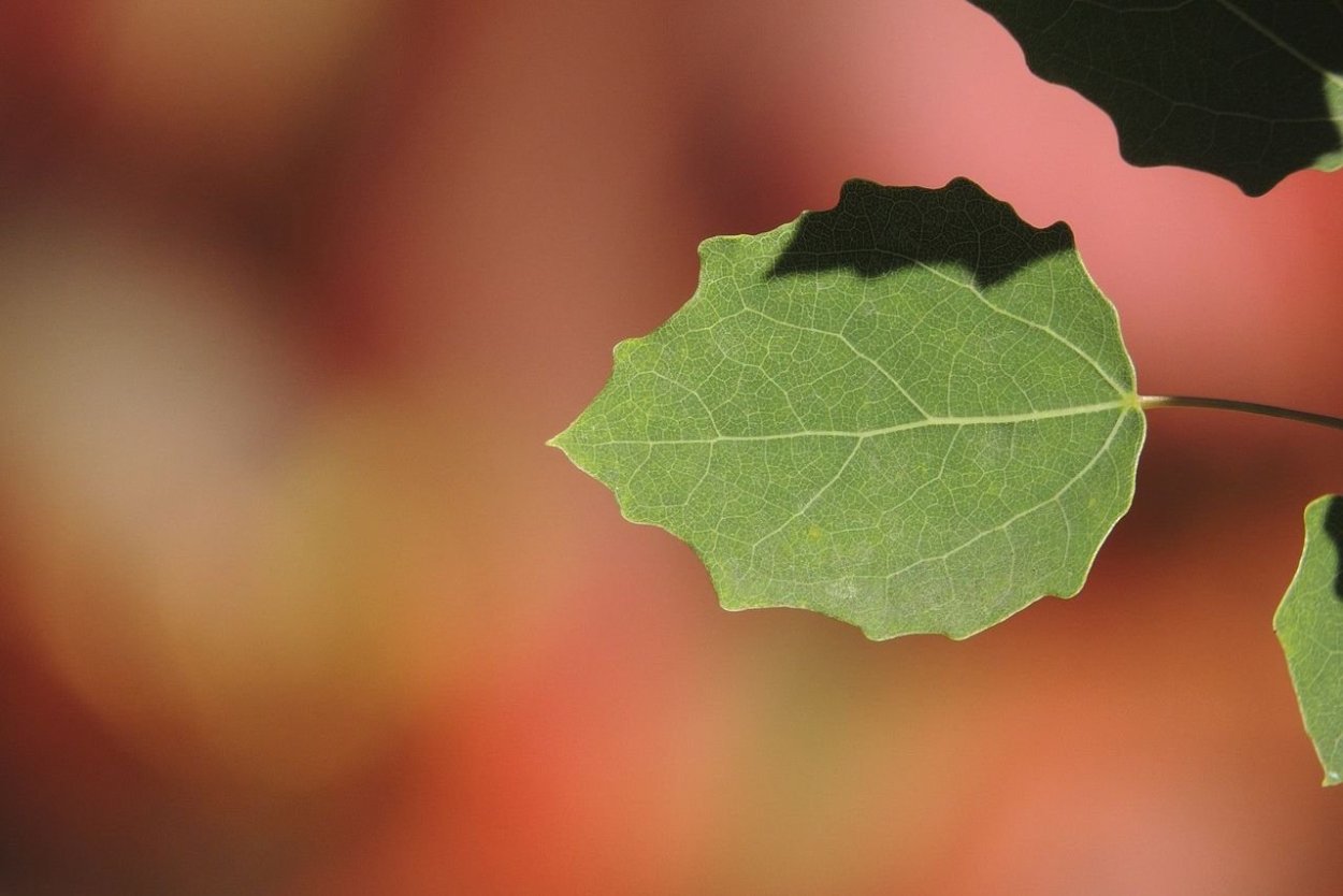 Лист тополя