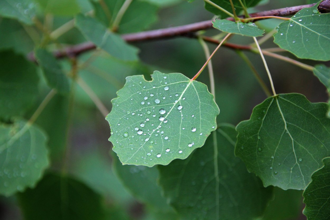 Осина обыкновенная (Populus tremula)