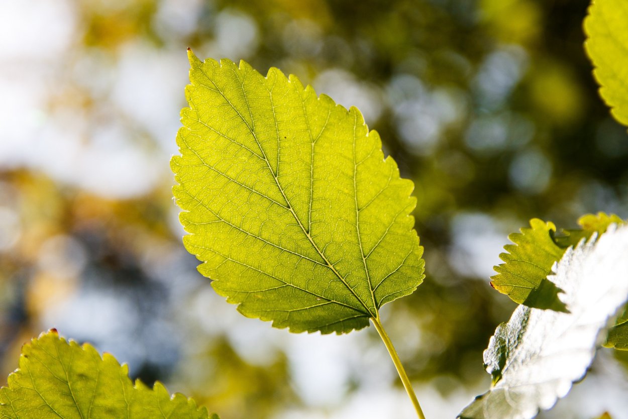 Осиновый листок