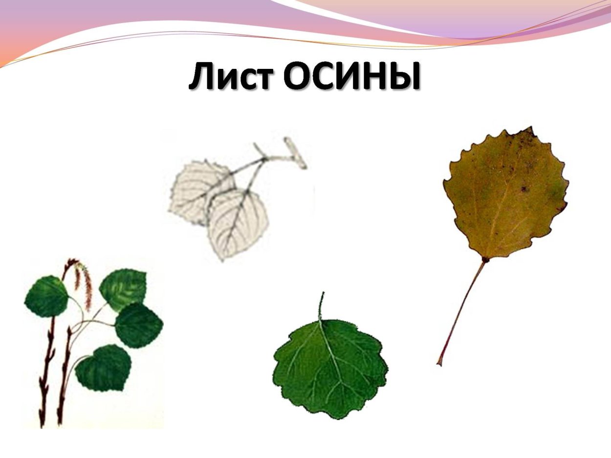 Лист осины форма листовой пластинки