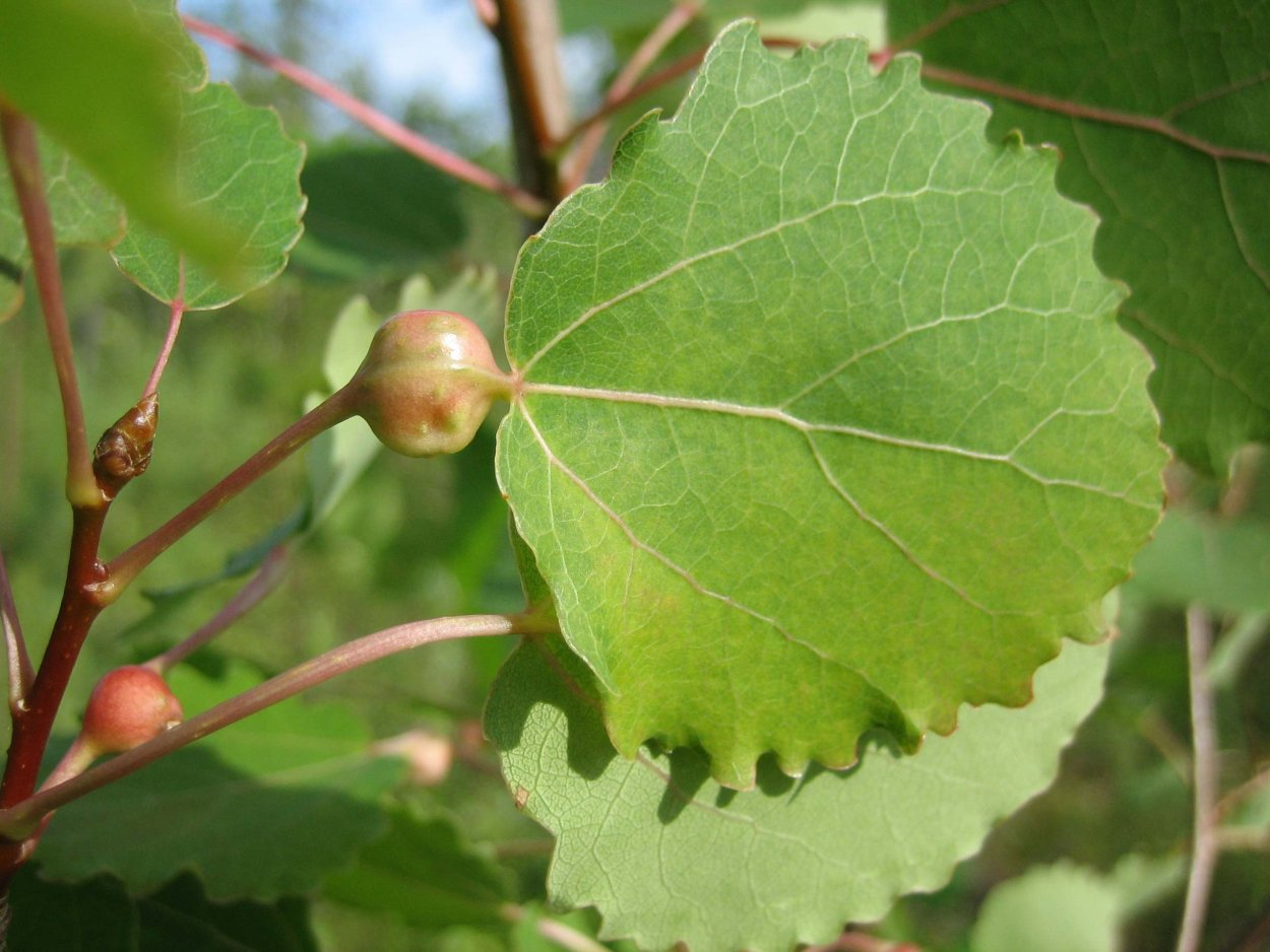 Черешок листа осины