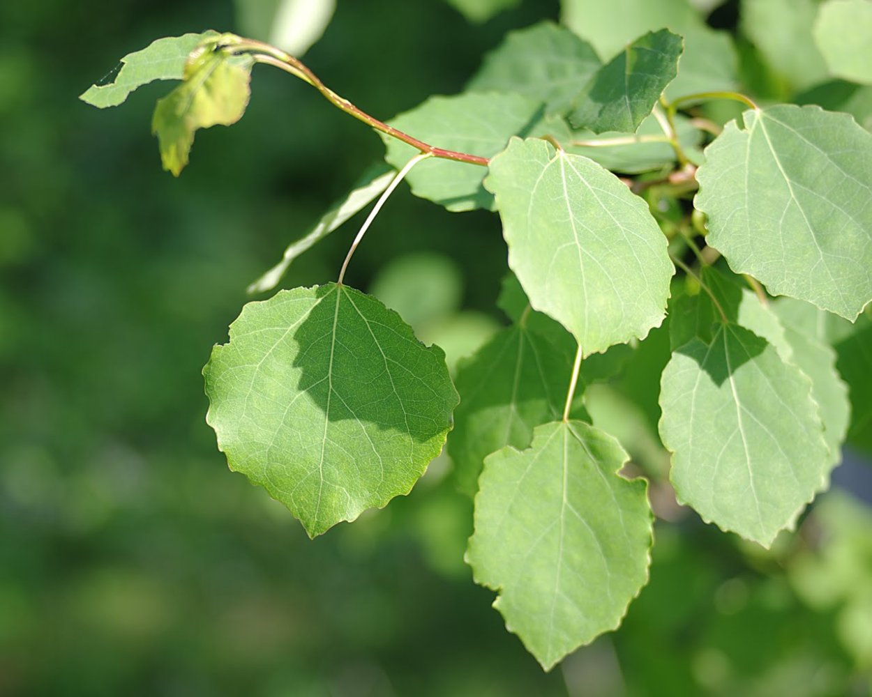 Тополь дрожащий (Populus tremula)