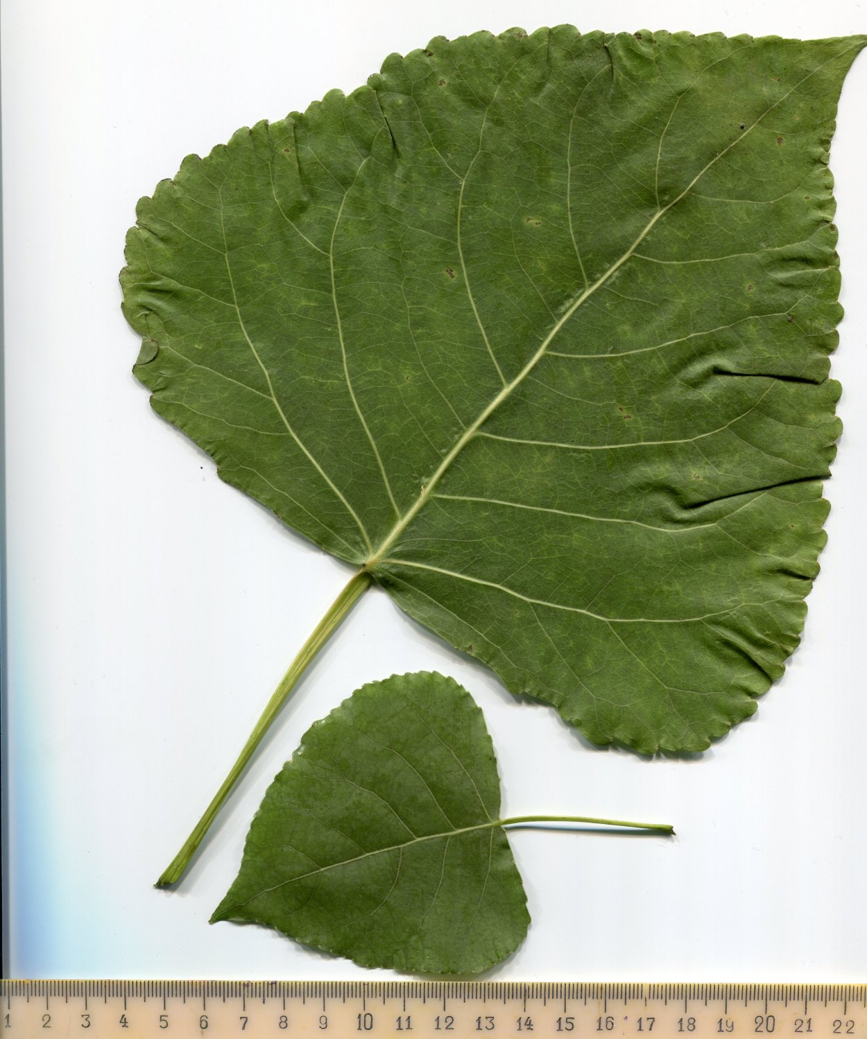 Тополь обыкновенный листья