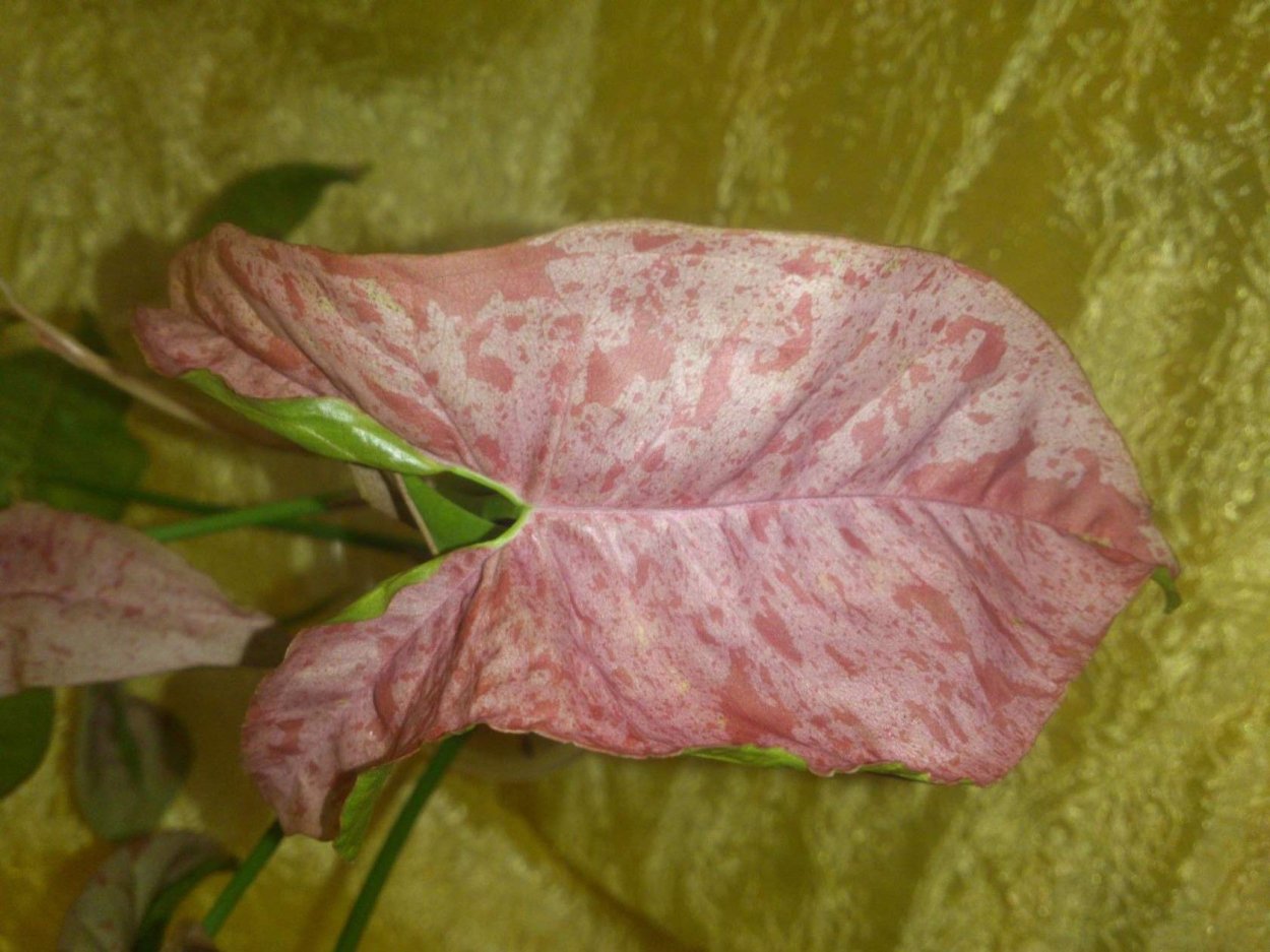 Сингониум Еллоу Пинк