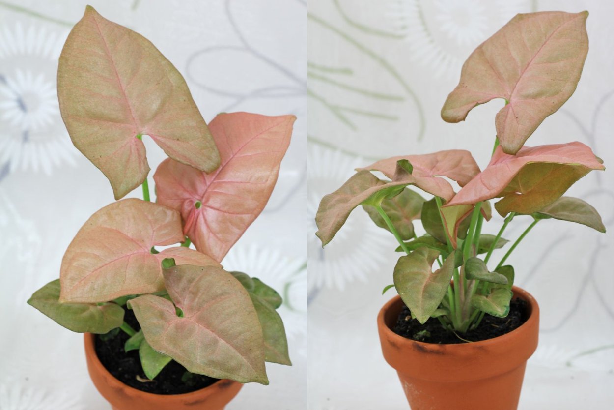 Сингониум неон Пинк