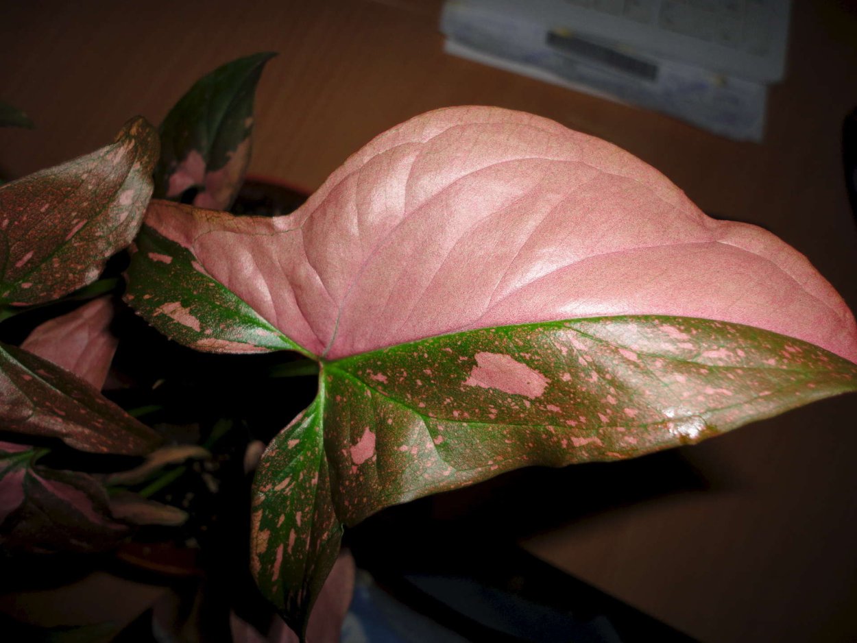 Сингониум Red spot