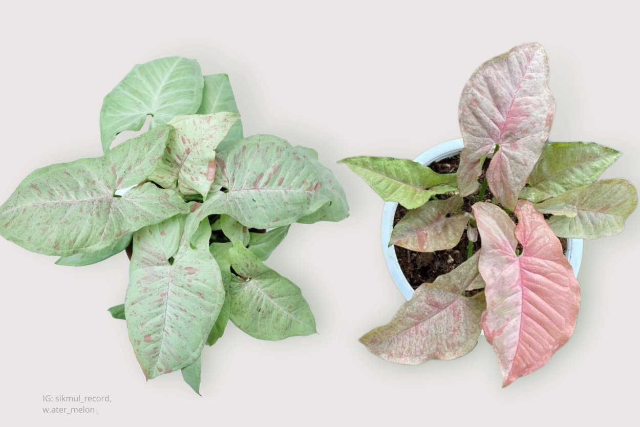 Наконечник стрелы сингониум