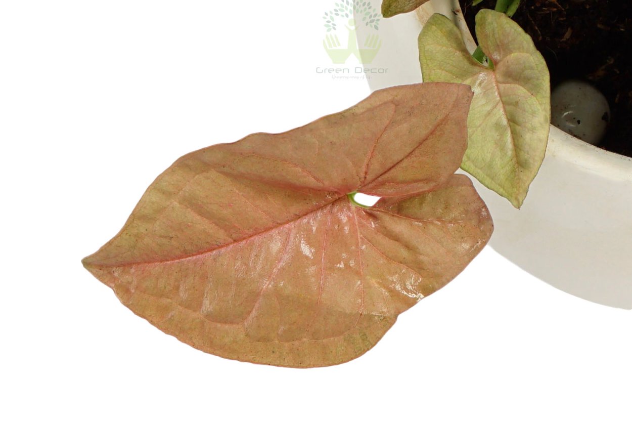 Сингониум неон