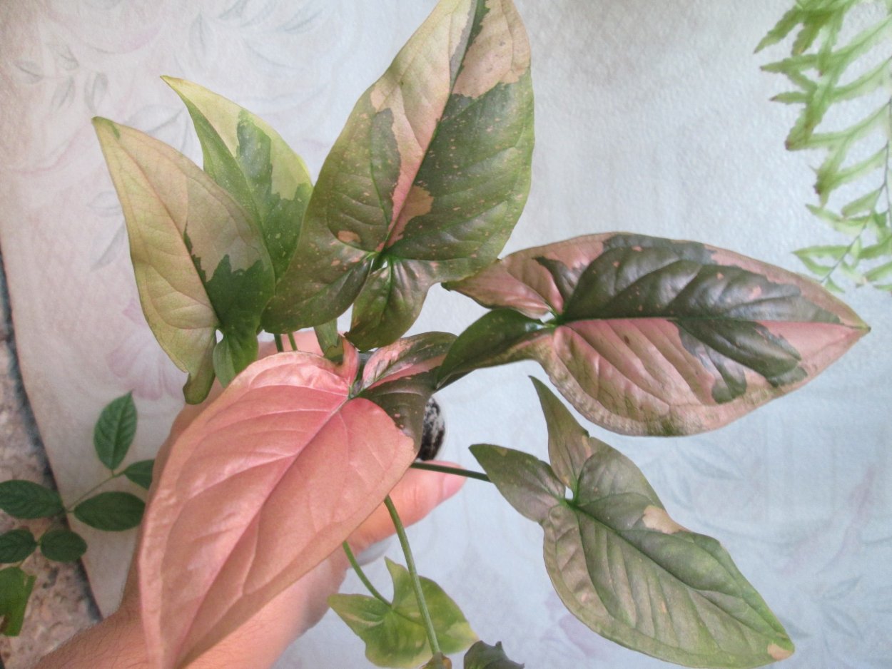 Сингониум Neon robusta