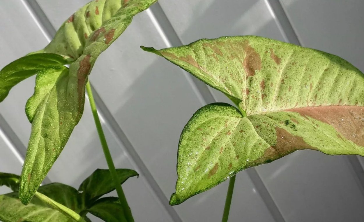 Сингониум неон Пинк