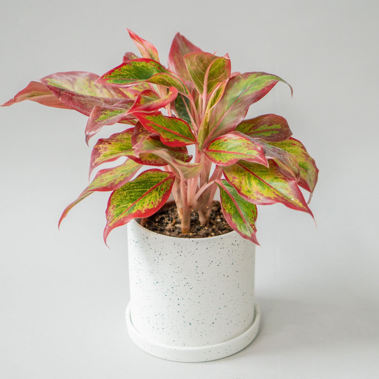 Аглаонема длиннолистная