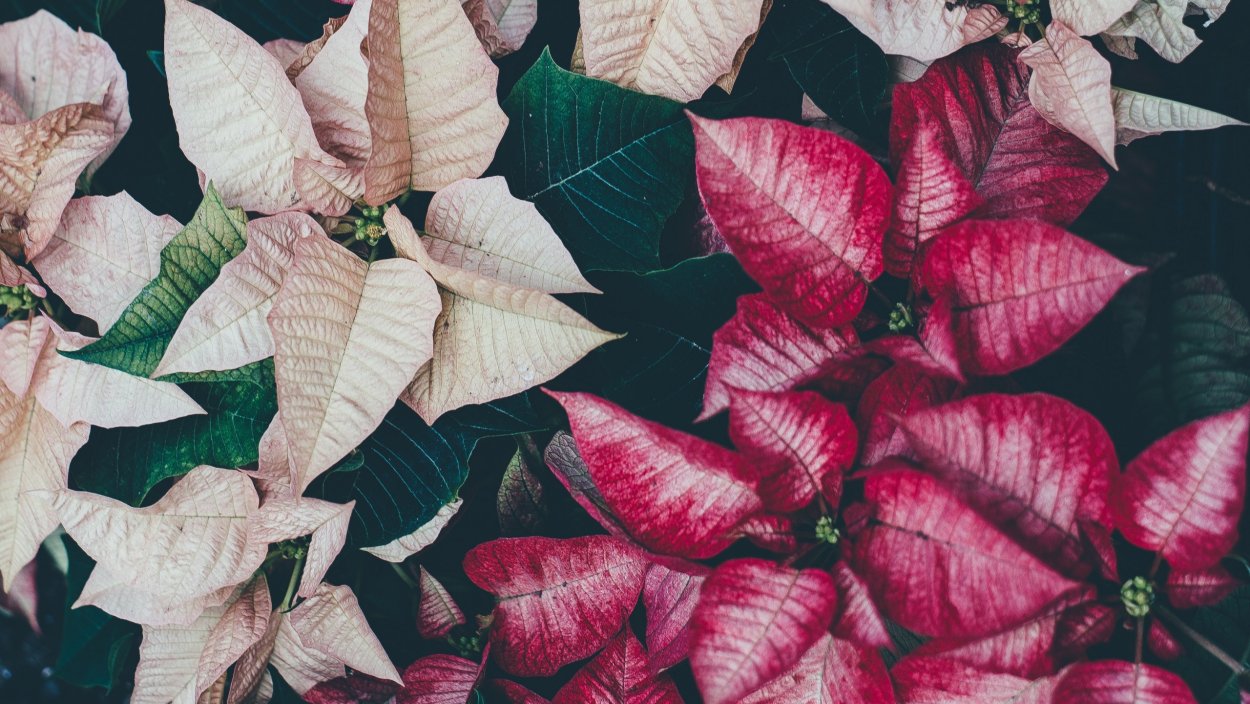 Сингониум неон