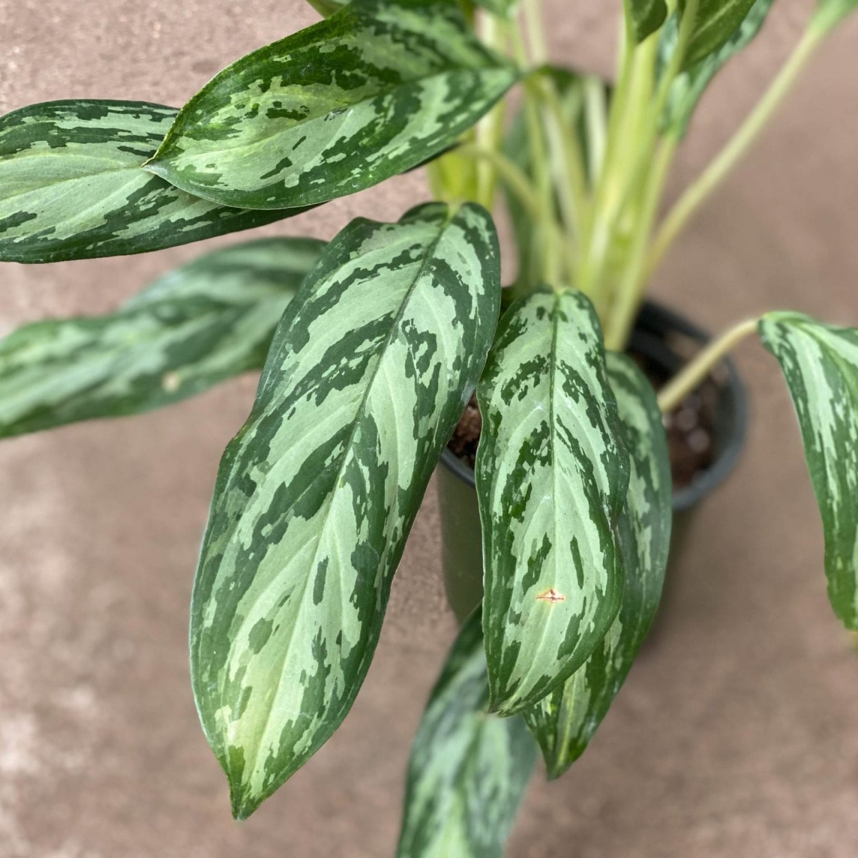 Аглаонема Kochin tembaga