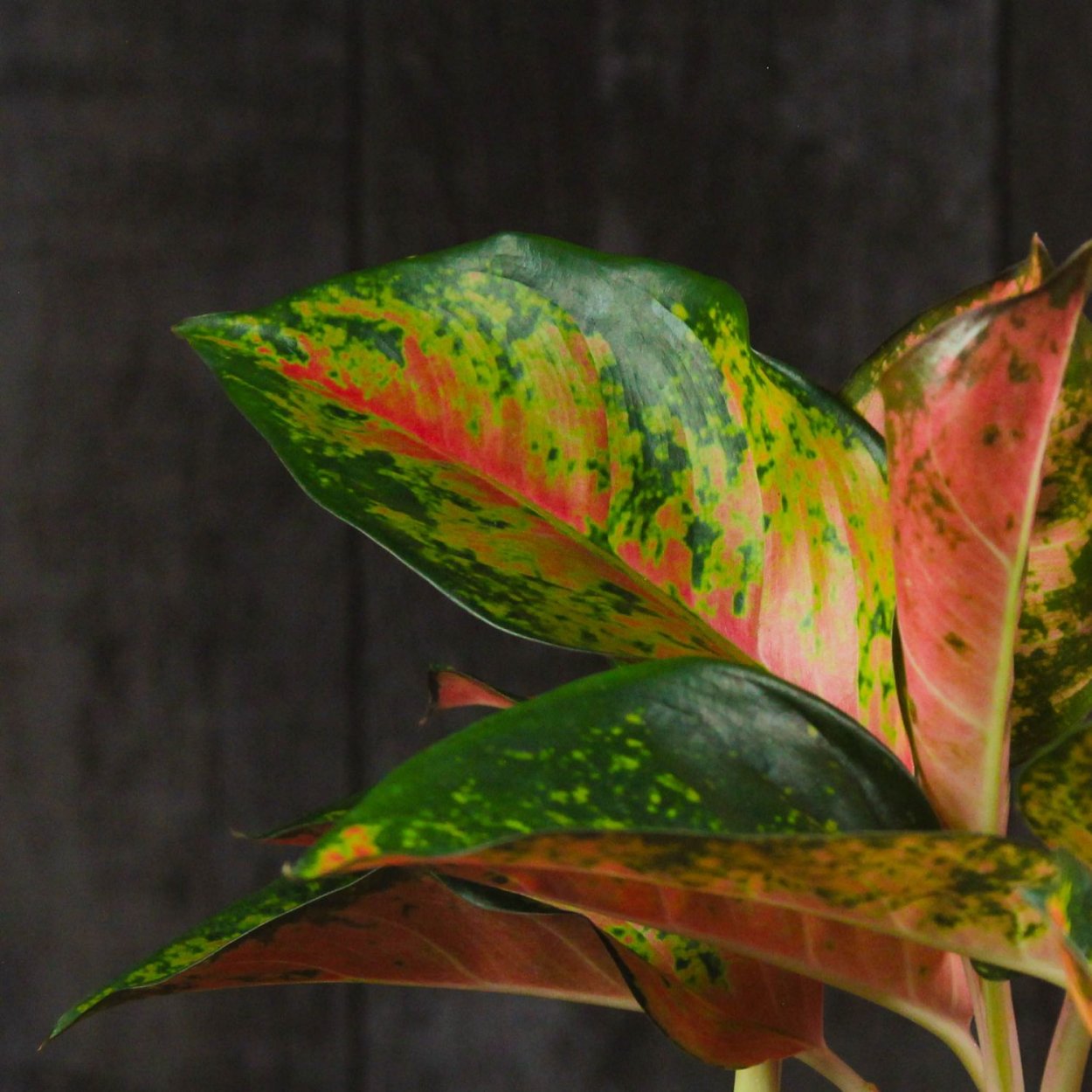 Аглаонема Choke Sethee