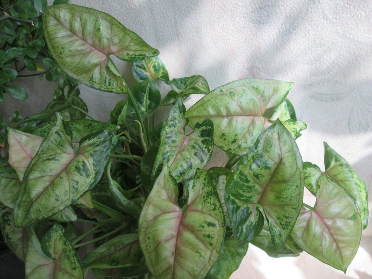 Сингониум ушковидный Syngonium auritum