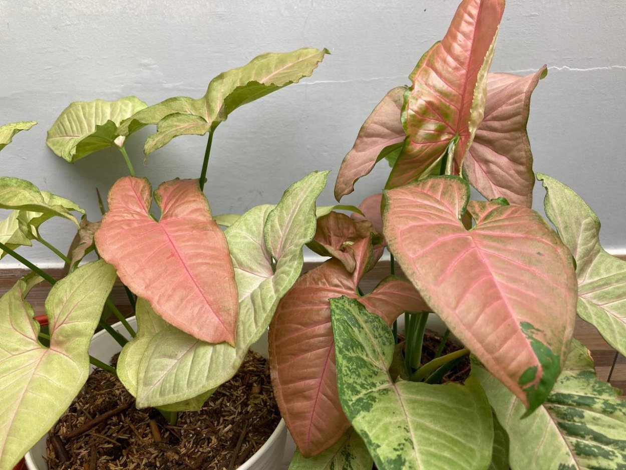 Сингониум Pink spot