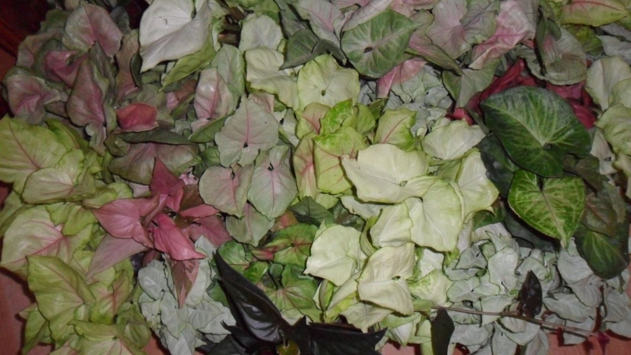 Сингониум Пинк пастель