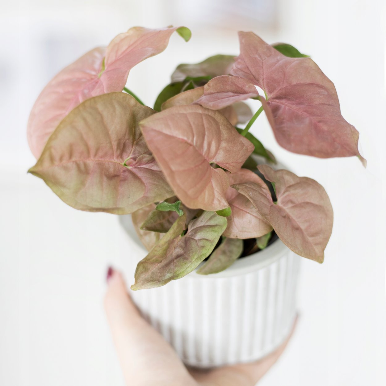 Сингониум Пинк спот Syngonium Pink spot