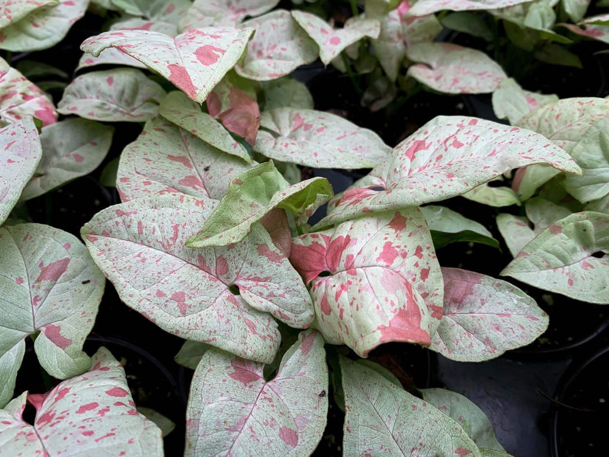 Pink perfection сингониум