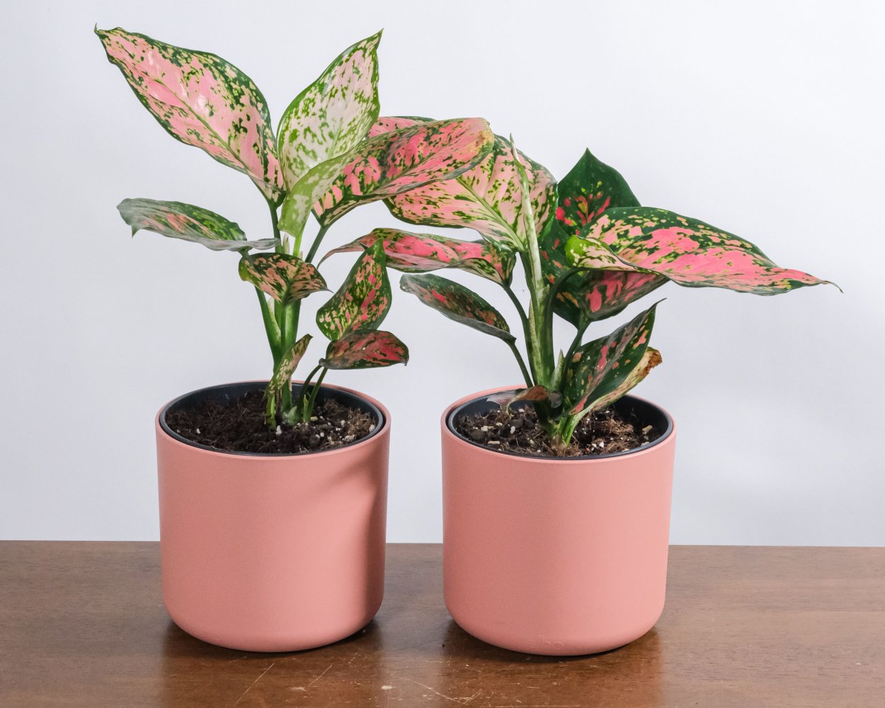 Аглаонема черри Беби